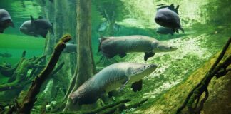 DESTAQUE ESPECIAL – Piscicultura brasileira registra segundo melhor desempenho desde 2014