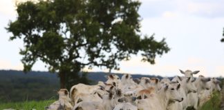ESPECIAL – Suplementação do rebanho leva vacas a chegarem com boa condição corporal para parir na seca
