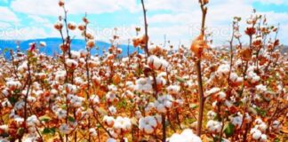 ALGODÃO – Nutrição de solo e combate a fungos são fatores decisivos para cultura que está estimulada pela retomada de demanda