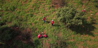 Semeando Oxigênio: participantes do evento plantam sementes e mudas de ipê pelo meio ambiente