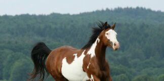 Suplemento doping free de ferro e vitaminas preserva desempenho dos equinos