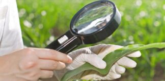 Especialistas unem-se em prol da pesquisa em produtividade agrícola