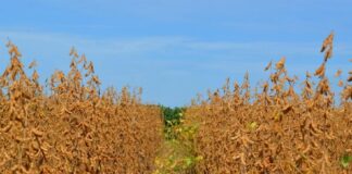 Rastreabilidade de compras indiretas de soja no Cerrado torna-se realidade