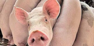 DESTAQUE – Granja de suínos gera energia com dejetos e vende excedente para consumidores via plataforma digital