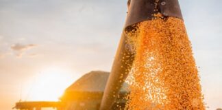 Safra 2020-2021 – Prevista nova supersafra de grãos