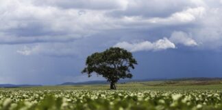 DESTAQUE ESPECIAL – Progresso de Safra evolui e informa sobre estágios das principais culturas