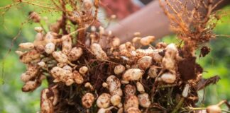 12ª edição do Dia de Campo de Amendoim aborda principais inovações