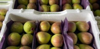 Conservadora para exportação de frutas é indicada para toda a cadeia confere segurança sanitária