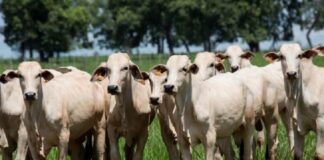 ARTIGO – Da indústria para o campo: rentabilizando os sinais de seus rebanhos