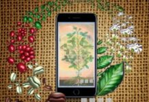 DESTAQUE – Aplicativo faz análise foliar de 13 culturas pelo celular