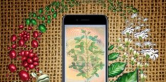 DESTAQUE – Aplicativo faz análise foliar de 13 culturas pelo celular