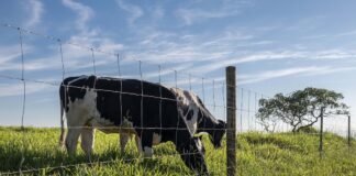 DESTAQUE – Eficiência no cercamento contribui para sustentabilidade da pecuária