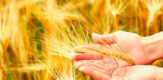 Previsto recorde para a safra paulista de trigo para 2021