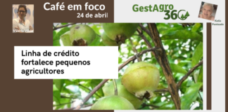 Café em foco – Linha de crédito fortalece pequenos agricultores