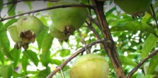 Linha de crédito permitiu a pequenos agricultores atuação em outras frentes, criação de e-commerce e festival delivery