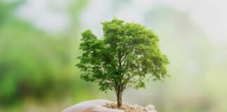 Pagamento de serviços ambientais gera bem coletivo, afirmam membros do GTPS