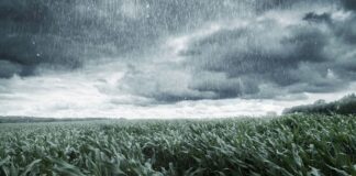 Seguro rural e tecnologia minimizam riscos da produção agrícola