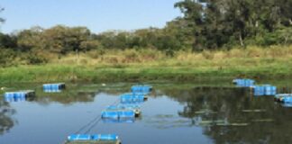 Tecnologia aumenta peso de peixes panga em até 20%