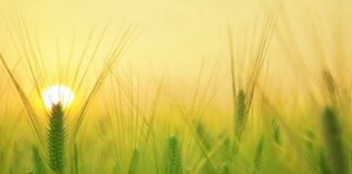 ARTIGO – A voz que vem do campo