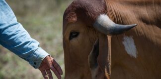 ARTIGO – Bem-estar animal: como a tecnologia voltada aos cuidados animais impactará a pecuária brasileira