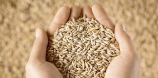 Integração entre equipamentos de moinhos de arroz reduz desperdício e economiza energia