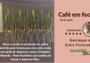 Café em foco – Em destaque, safra de grãos e novo nutriente