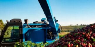 Especial – Estimativas divergem, mas há certeza de quebra na safra de café deste ano