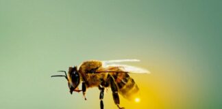 ESPECIAL – Colmeia Viva une-se à Citricultura Sustentável e promove treinamento gratuito