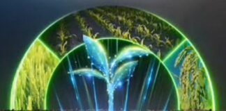 Improver Max – Novo nutriente da Compass Minerals gera ganhos de produtividade em arroz, trigo e milho