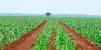 Safra 2021-2022 de cana-de-açúcar tem redução em relação ao ano-safra anterior