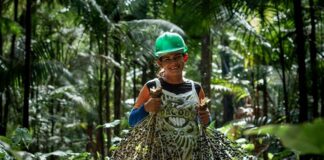 Cooperativa de produtores de açaí expande área certificada de manejo sustentável no Amapá