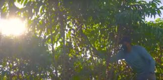 Robustas Amazônicos são tema de documentário com audiodescrição, libras e legendas