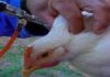 Doença de Newcastle em aves: especialista aponta prevenção