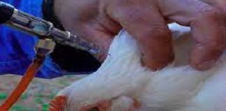 Doença de Newcastle em aves: especialista aponta prevenção