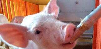 Suínos – Estresse na fase de creche podem desencadear problemas respiratórios