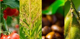 Criada franqueadora com portfólio de produtos e serviços para o agronegócio