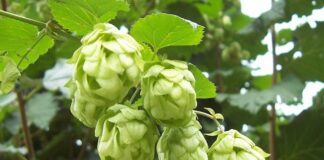 Cervejaria e Epagri estimulam produção de lúpulo em Santa Catarina