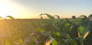 Em junho, mercado terá novo herbicida para milho com molécula inédita e devidamente registrado