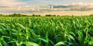 Safra de verão contará com novo herbicida para manejo eficiente no cultivo do milho