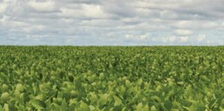 CESB amplia quadro de membros e comemora recorde de inscritos no Desafio de Máxima Produtividade