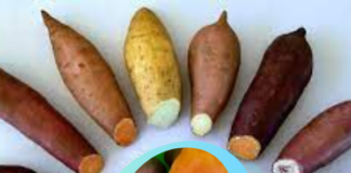 Nova variedade de batata-doce de polpa alaranjada tem produtividade duas vezes superior à média nacional