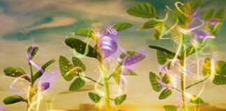 Boas Práticas – Indústria focada em insumos para cultivos libera videobulas sobre tratamento de sementes