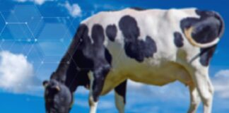 Nova geração de brincos mosquicidas para bovinos oferece até 210 dias de proteção