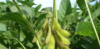 ESPECIAL – Plantas geneticamente modificadas não afetam a microbiota atesta acompanhamento e análise de solo