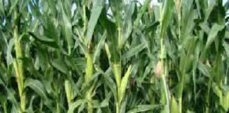 Rotação de culturas e sistemas integrados colabora para o desenvolvimento de apólices sustentáveis e personalizadas