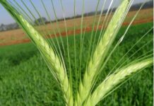 ARTIGO – Investir em culturas de inverno beneficia a produtividade da cultura de verão