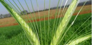 ARTIGO – Investir em culturas de inverno beneficia a produtividade da cultura de verão