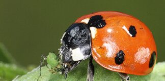 ARTIGO – Sustentabilidade: a importância de conhecer os mecanismos de ação dos defensivos químicos e biológicos