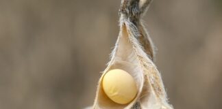 Parceria em treinamentos on-line na produção de sementes de soja