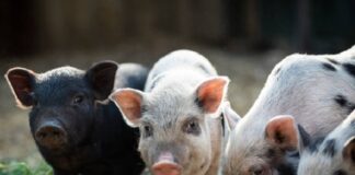 Em leilões pós-desmana, dieta contribui no controle e na prevenção de doenças infecciosas